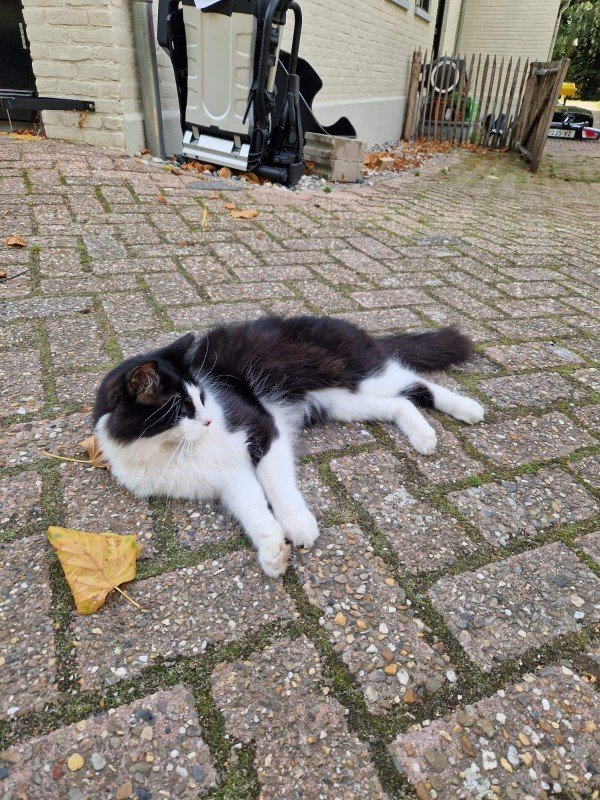 Hugo