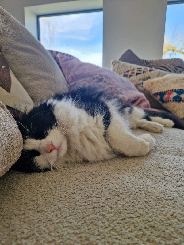 Hugo