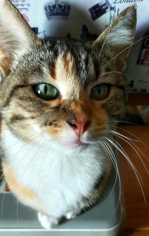 Dioni