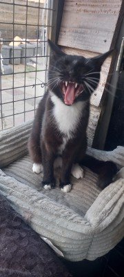 Sylvester