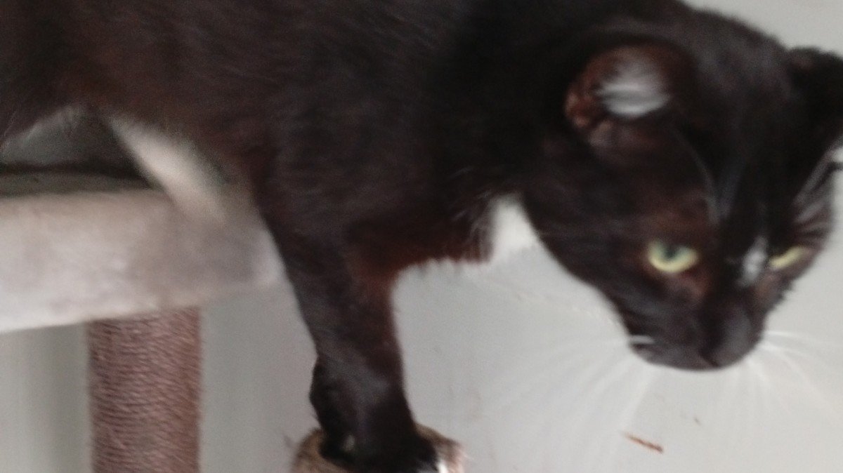Sylvester