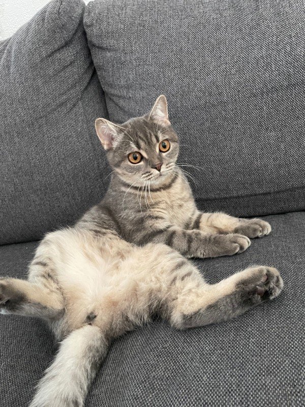Cıncık