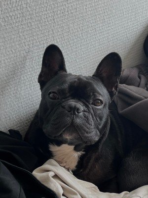 Lewis
