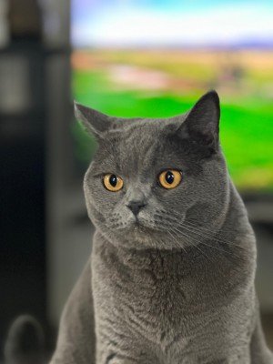 Harvey