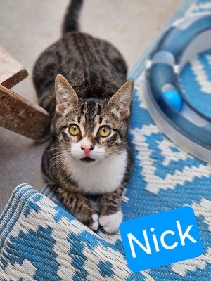 Nick