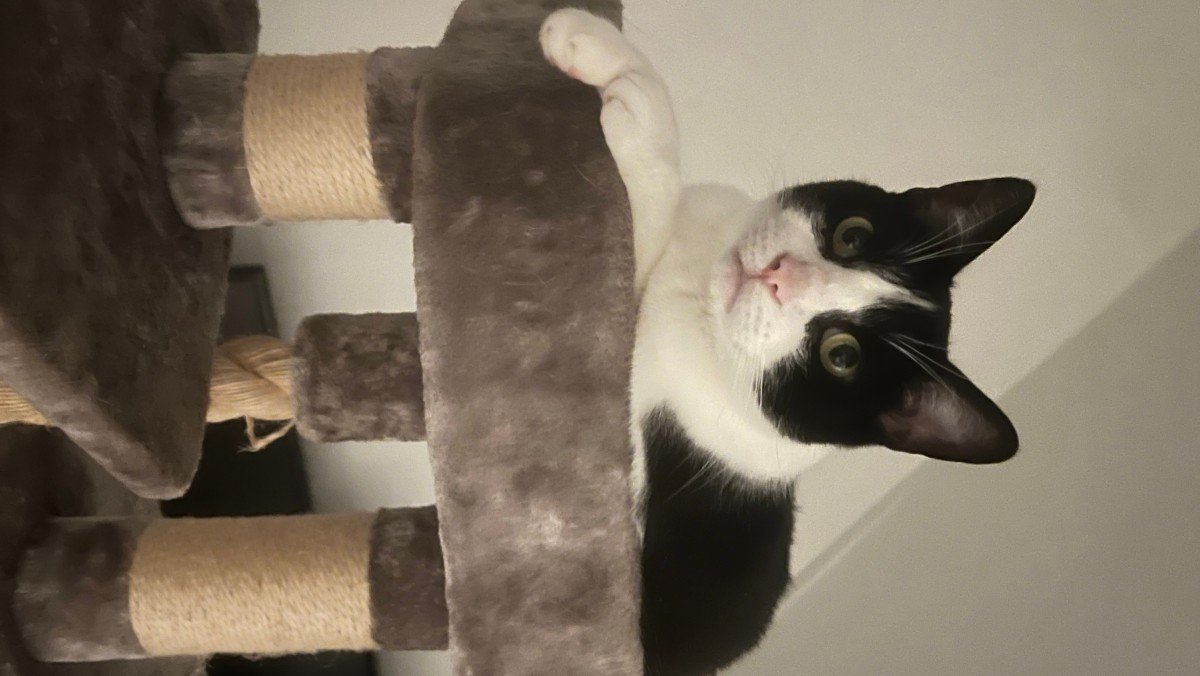 Mowgli