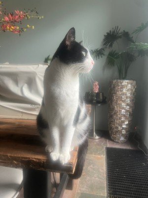 Mowgli