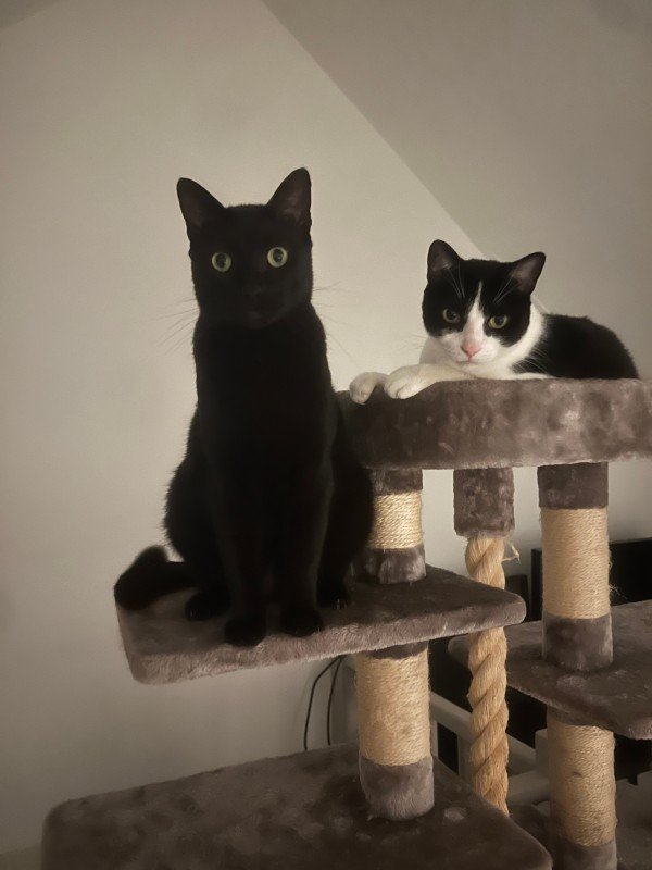 Mowgli