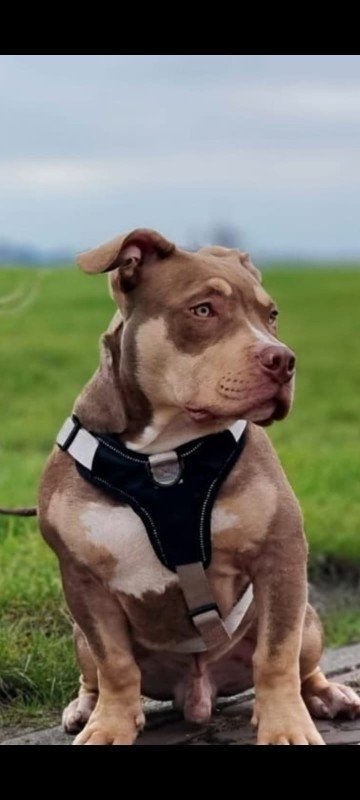 Bodi