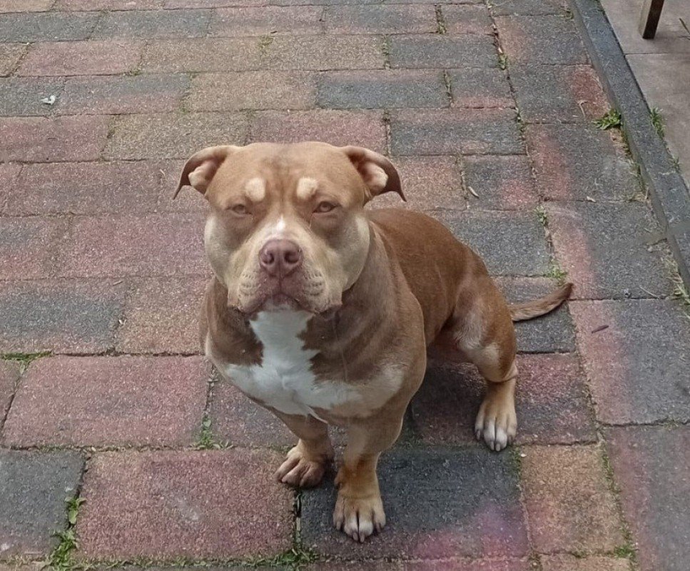 Bodi