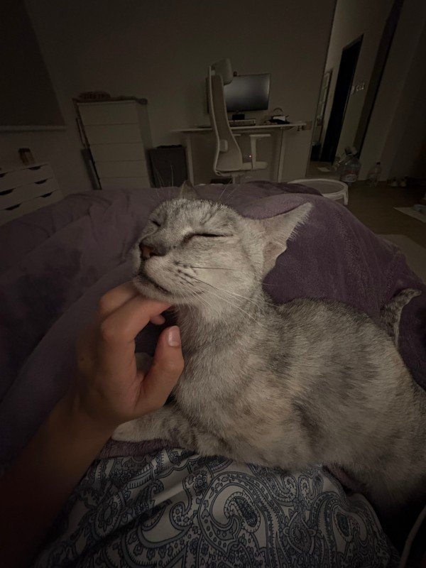 Silvi