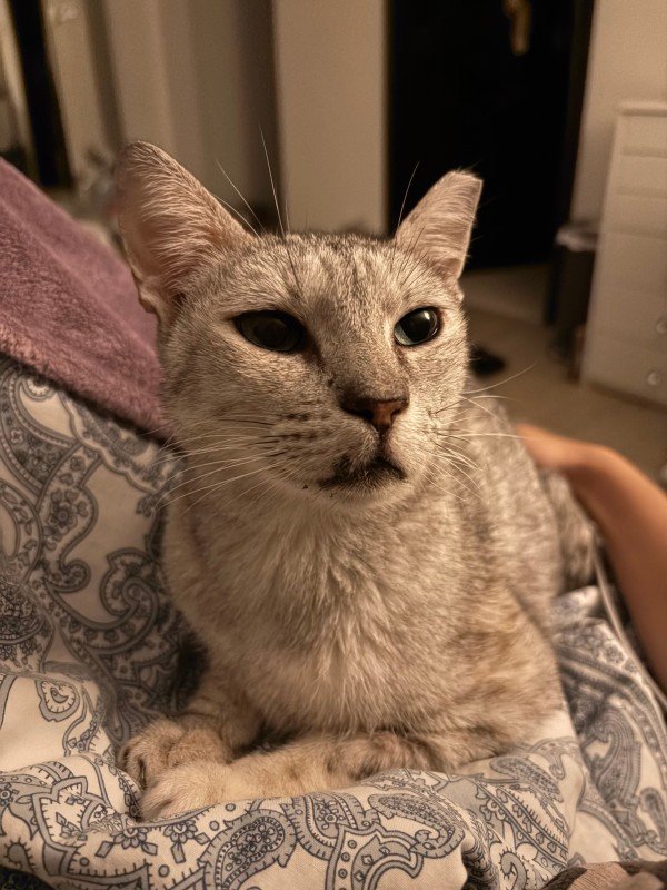 Silvi