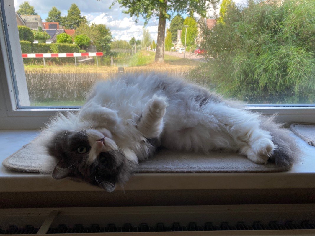 Pepper