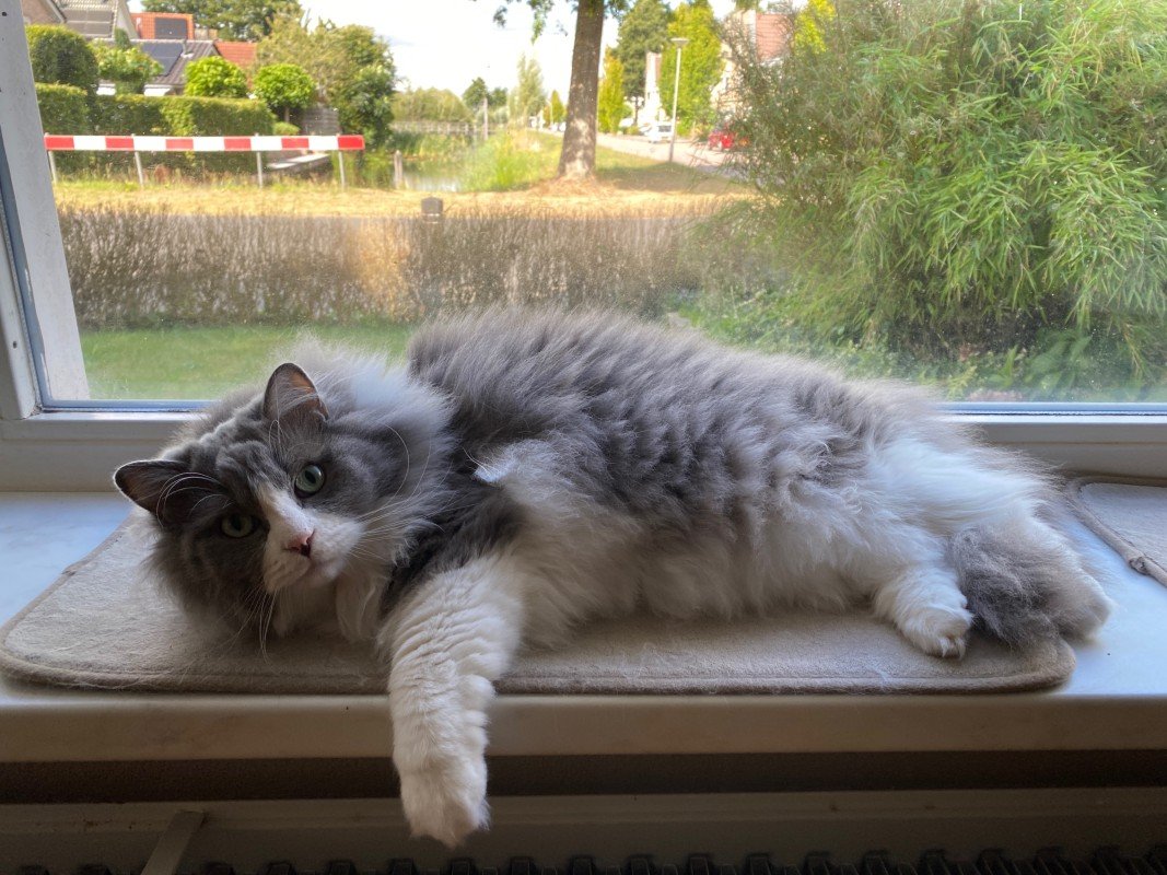 Pepper