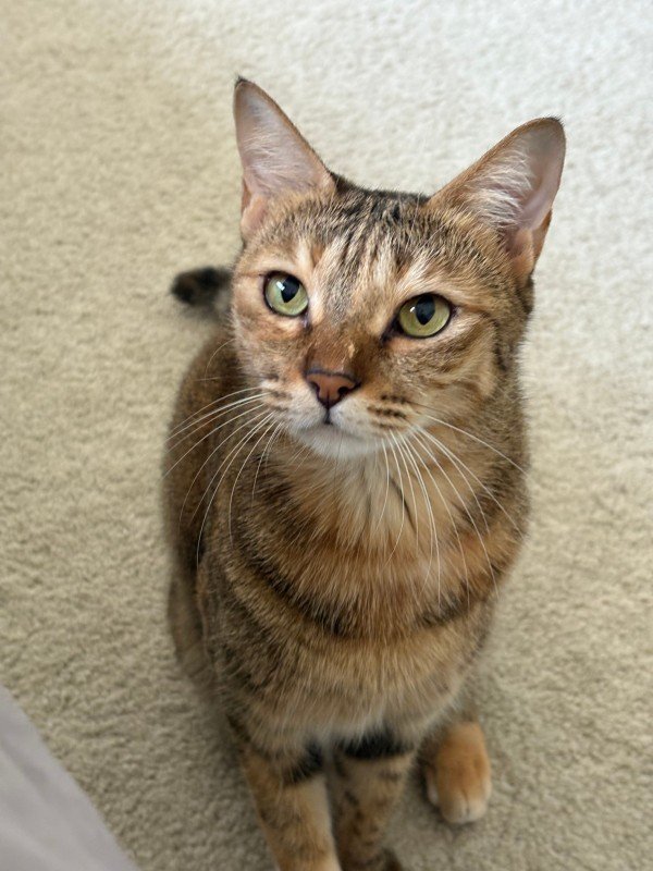 Missy