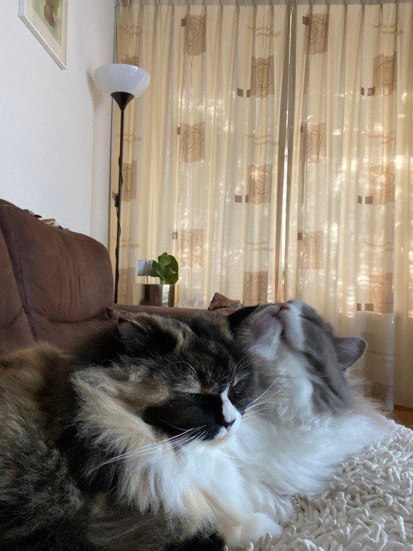 Twixi