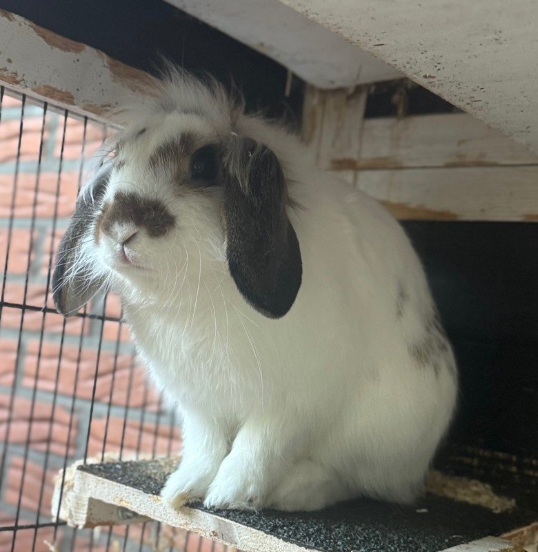 Oli