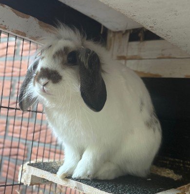 Oli