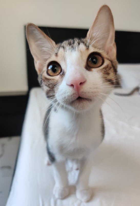 Milo