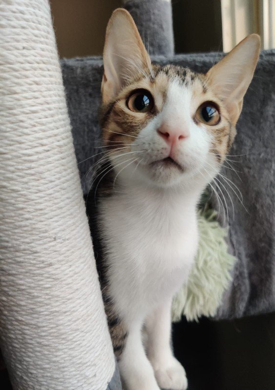 Milo