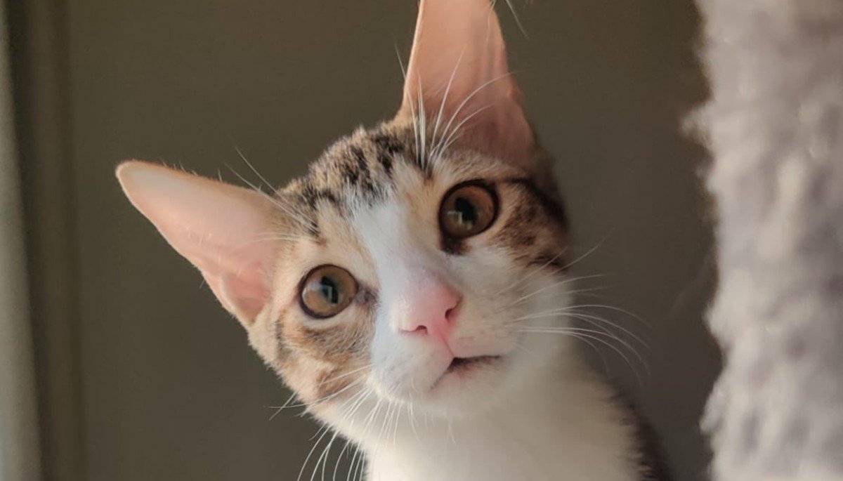 Milo