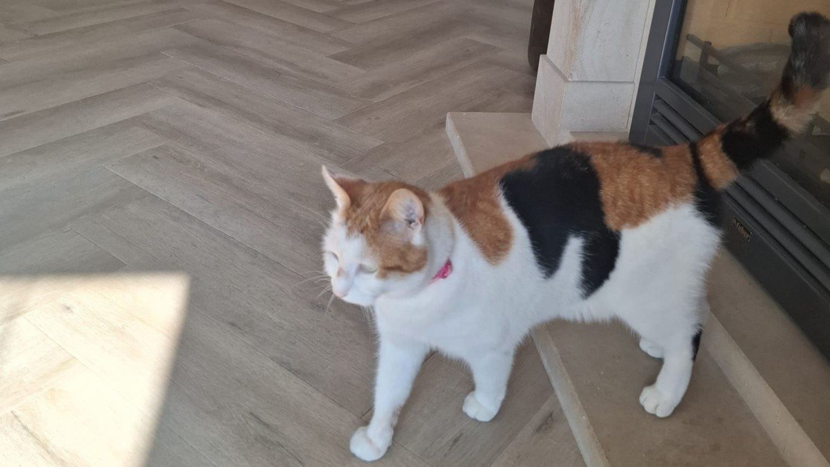 Bumpie