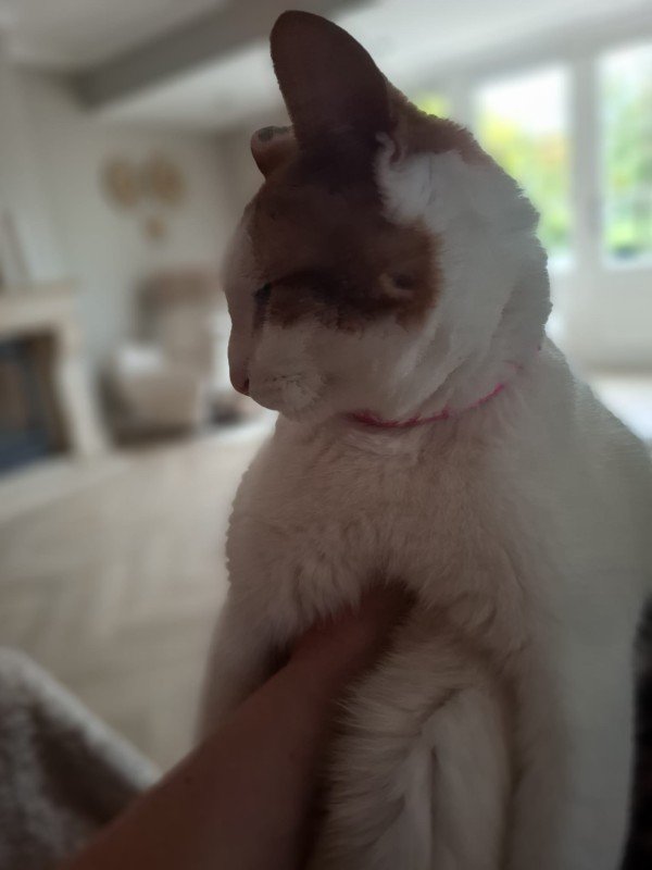 Bumpie