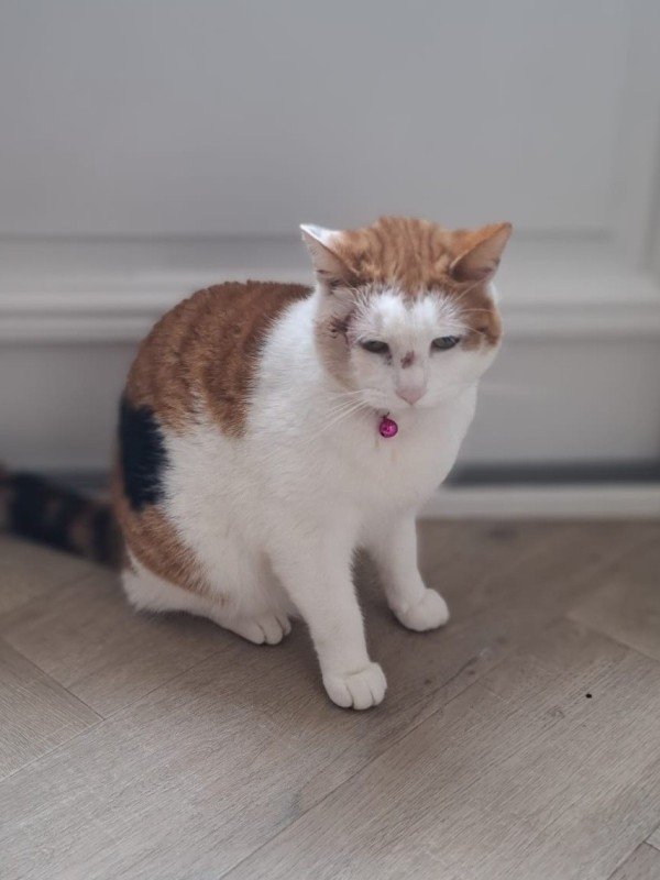 Bumpie
