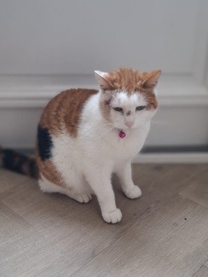 Bumpie