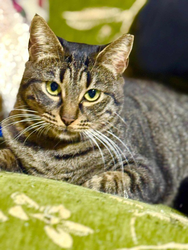 Maya