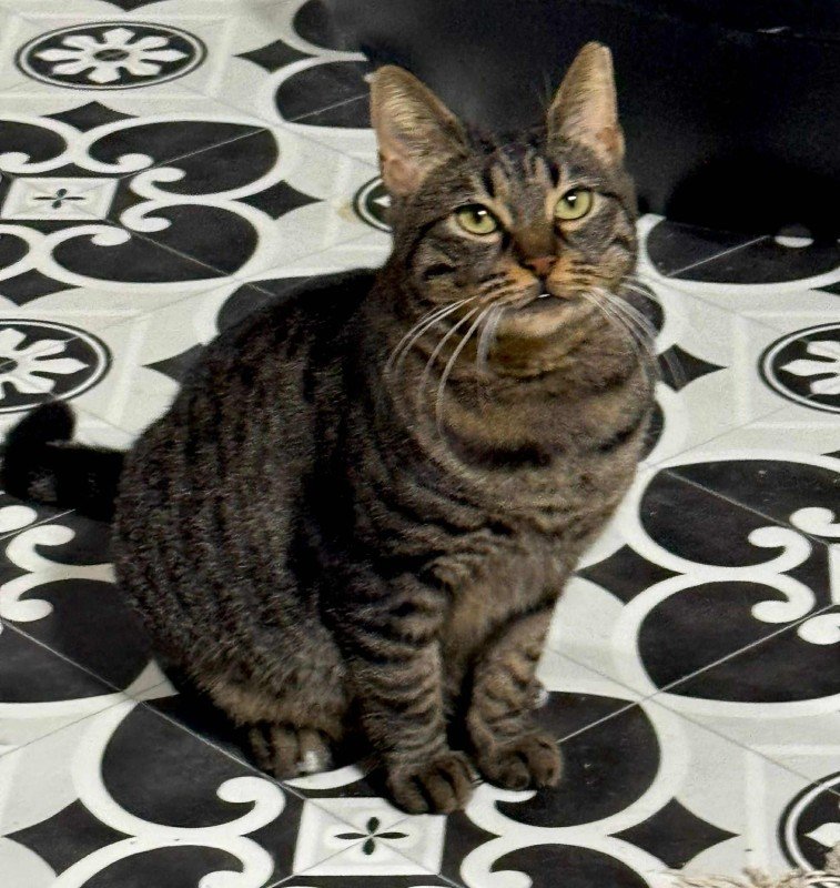 Maya