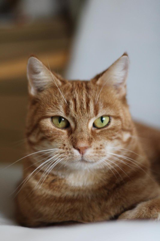 Nova