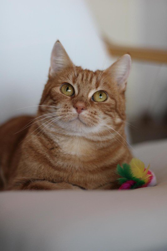 Nova