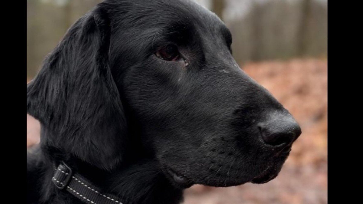Duke