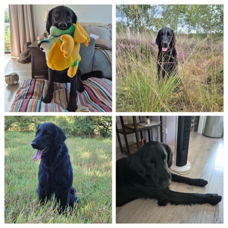 Duke