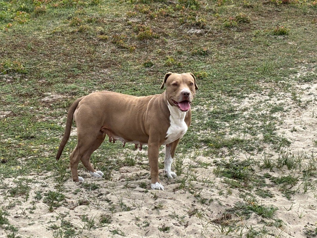 Bella