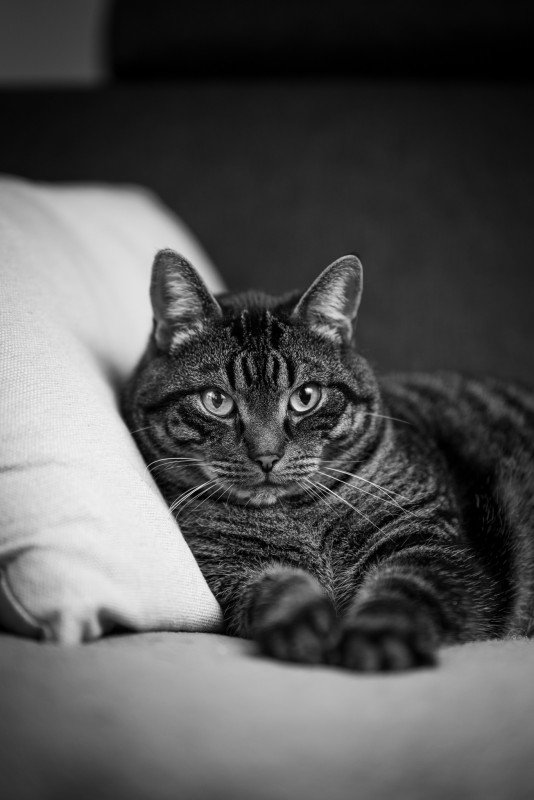 Rambo