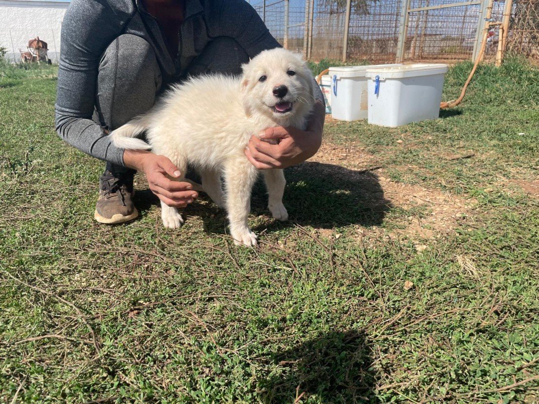 Balù