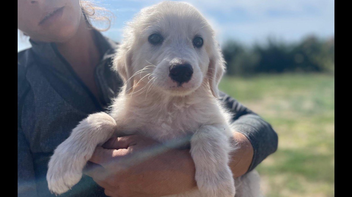 Balù