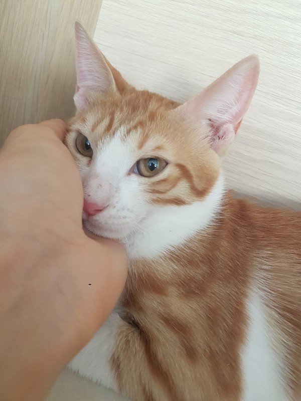 Korky