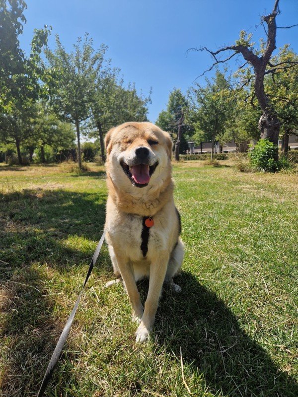 Zira