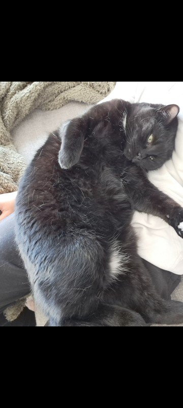 Buddy
