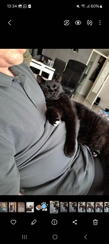 Buddy