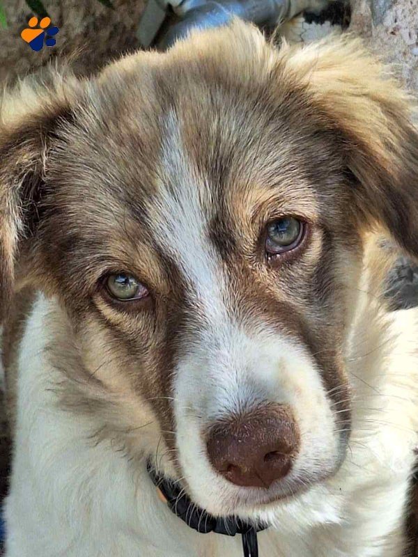 Bella