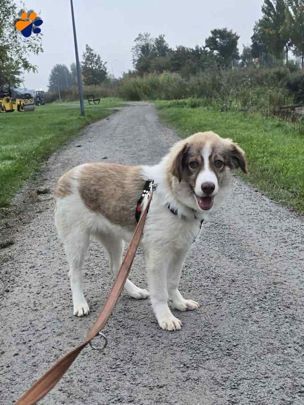 Bella