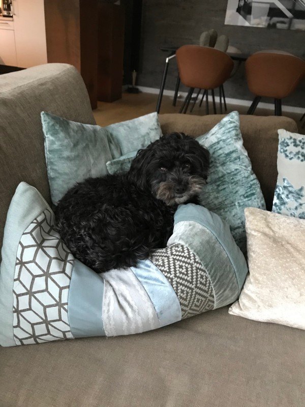 Bo