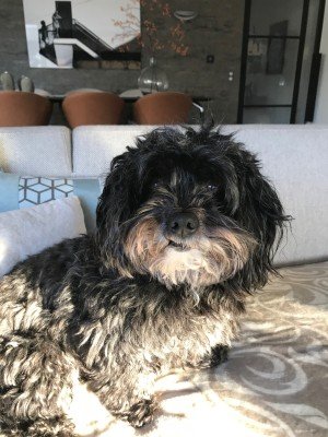 Bo