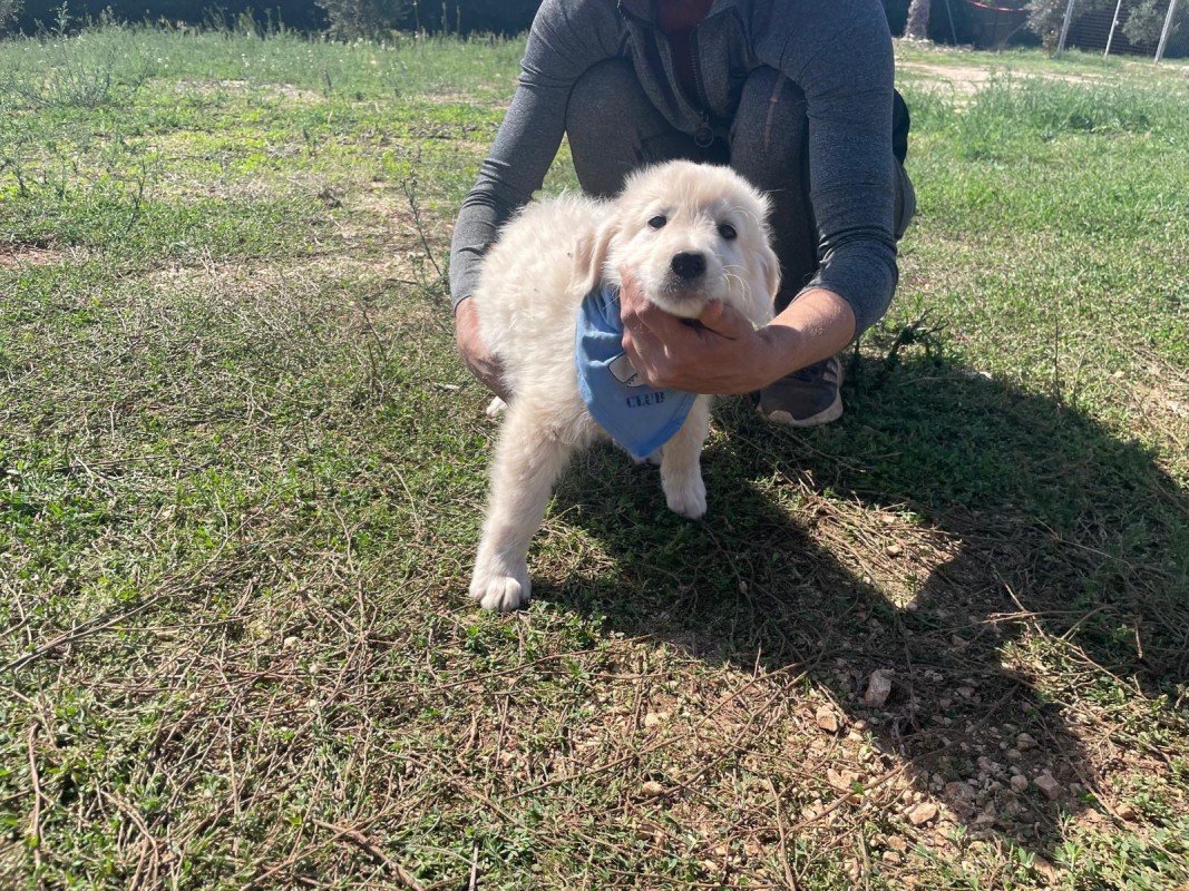 Benny