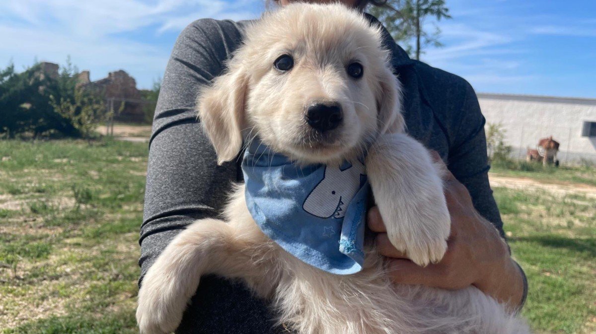 Benny