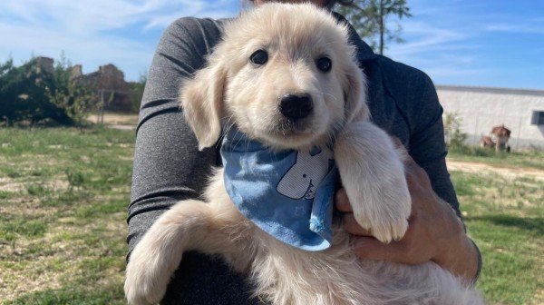 Benny
